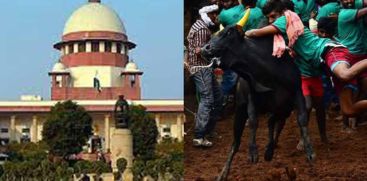 Supreme Court upholds laws allowing Jallikattu, Kambala