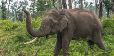 Wild elephant attack in two places in Thrissur; 3 people injured