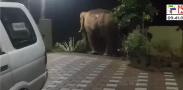 wild elephant again at Athirappilly police station