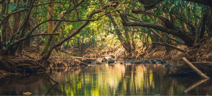 Kuruvadweep in Mananthavady, Wayanad