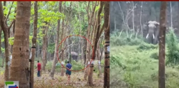 Nambooripotti Reels Under Wild Elephant Attack