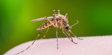 West Nile Fever: Understanding the Mosquito-Borne Illness