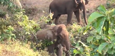 Critically Injured Wild Elephant