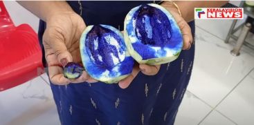 
A curious sight from Kuttanad is the blue color inside the papaya cut for curry