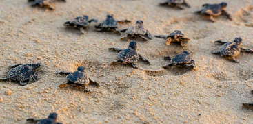 87 Baby Sea Turtles released 