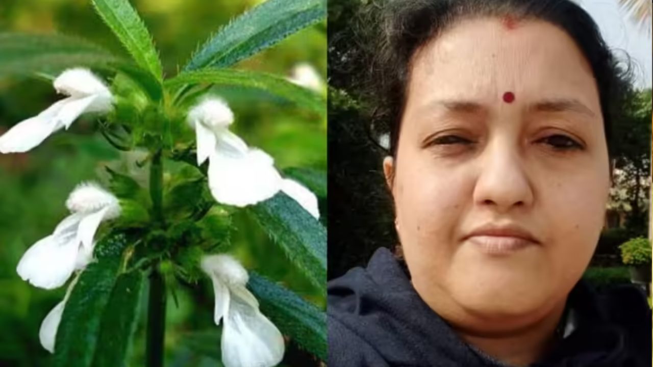 woman-died-after-eating-cooked-leucas-aspera-plant