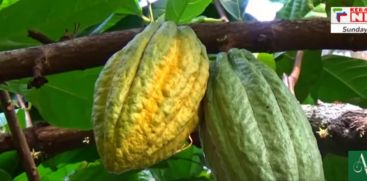 The price of dry cocoa dropped to Rs 300 per kg from above Rs 1000 per kg