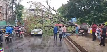 A tree fell on top of a car that was running in Thrissur