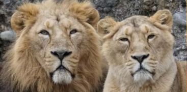 lioness-sita-and-lion-akber-live-together-at-safari-park-vhp-moves-calcutta-high-court