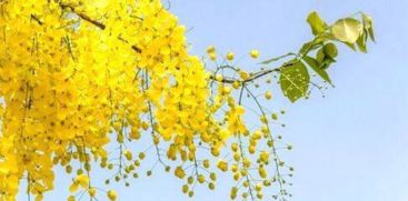 Flowers are blooming all over the country to announce the arrival of Vishu..