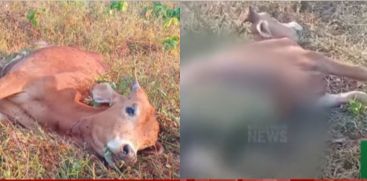 A tiger attacked a cow at Athirappilly Vetilapara Estate