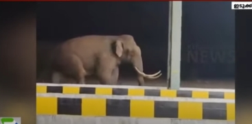 Padayappa Elephant Rampage