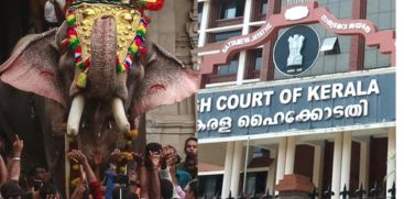 High Court orders to produce fitness certificate of elephants coming to Thrissur Puram.