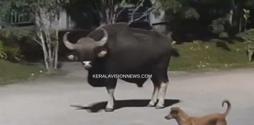 WILD BUFFALLO ATTACK MOTHER AND DAUGHTER