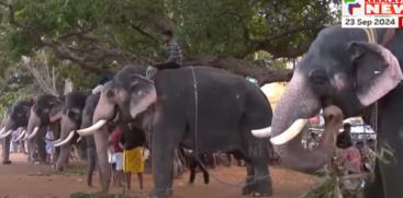 captive elephants