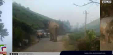 The wildelephant has descended again in the populated area of ​​Munnar