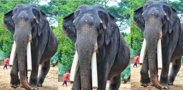 Guruvayur Devaswom's tusker 'Mukundan' dies