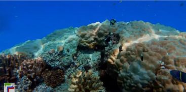 Study shows that coral reefs in Lakshadweep are dying on a massive scale