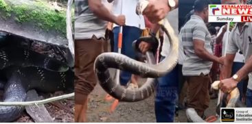 A king leopard found in Mankulam residential area of ​​Idukki was captured