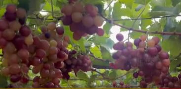 grape groves