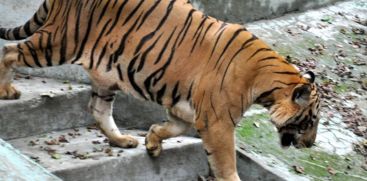 A tiger killed a cow in Palapilli Centre