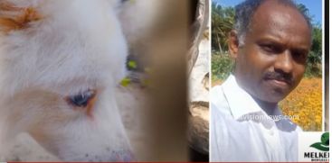 The incident where a pet dog was beaten to death by a rock; Animal rescue team ready for legal action