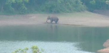 Tusker 'Arikomban reached Kumali nearby areas and returned