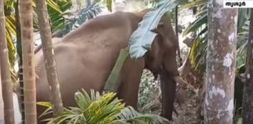 Injured Elephant to be Tranquilized Tomorrow